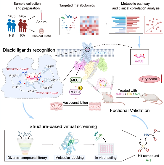 Cell!孙金鹏教授团队合作发表玫瑰痤疮药物治疗的原创研究成果