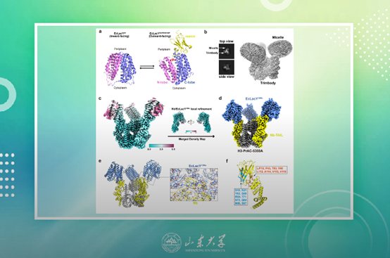 王维团队发明的通用型Trimbody系统实现小蛋白原子分辨率冷冻电镜结构解析