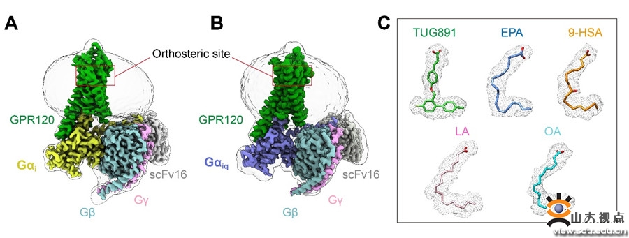 Science发文！孙金鹏、于晓、冯世庆教授团队揭示鱼油受体GPR120识别脂肪酸中单双键并引起不同下游信号通路转导机制